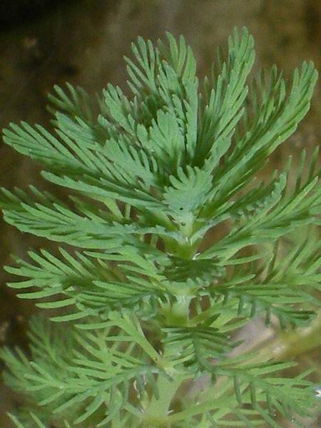 Pianta acquatica: Myriophyllum aquaticum (Vell.) Verdc.